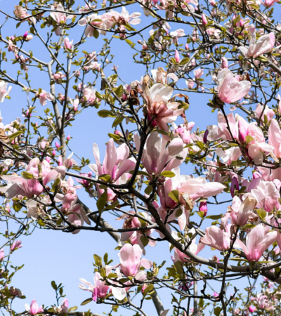 SEE US THIS SPRING AT AHLA
